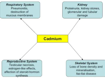 Figure I-21 : Effets du cadmium chez l’homme  (d’après Godt et al. 2006) 