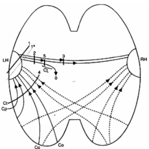 Figure 2. Schéma horizontal de l’apraxie d’après Liepmann (1925). Ce schéma montre la  connexion entre les formules du mouvement localisées dans les régions postérieures du  cortex et les contres moteurs gauche (LH) et droit (RH)