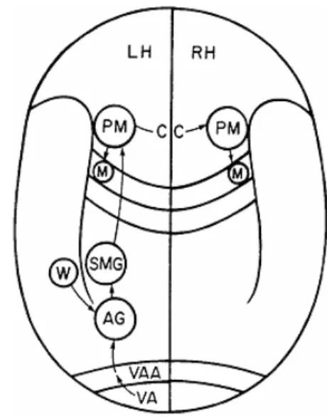 Figure 5. Schéma néo-associationniste de Heilman et al. (1982). LH, hémisphère gauche; 