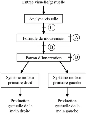 Figure 7. Conceptualisation du modèle de Liepmann. Des lésions au niveau des formules  de mouvement (lésions A) provoquent une AI alors qu’une déconnexion de ces formules  avec les patrons d’innervation ou l’altération même des patrons causent une apraxie 