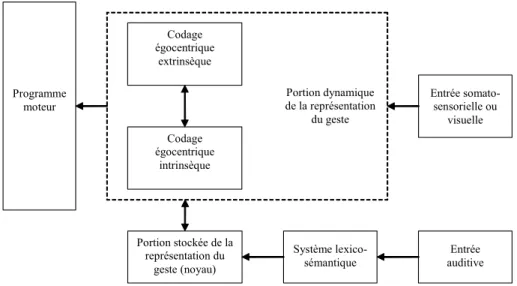 Figure 10. Modèle de Buxbaum (2001). (Adapté d’après Buxbaum, 2001) 