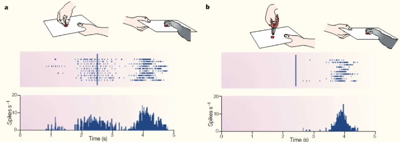 Figure 2.2 : Réponses visuelle et motrice d’un neurone miroir.  Les conditions expérimentales sont représentées  dans la partie supérieure de chaque panneau