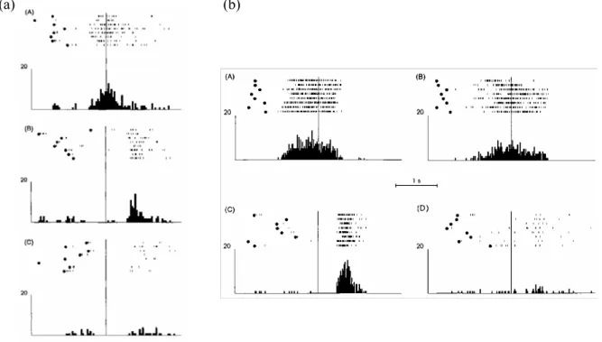 Figure 2.3  :  (a) Exemple d’un neurone miroir « strictement congruent ».  (A) L’expérimentateur récupère, avec  l’index, un morceau de nourriture placé dans un trou dans la table