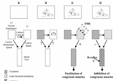 Figure 2.7 : Effet de l’observation d’actions aux niveaux cortical et spinal . (A) Représentation schématique  des centres nerveux, et de leurs connexions, censés être impliqués dans la reconnaissance des actions