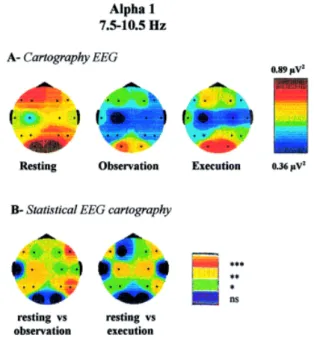 Figure 2.8  :  (A) Cartographie EEG représentant  l’activité dans la bande alpha 1 (rythme µ) lors de  l’observation et de l’exécution d’actions manuelles