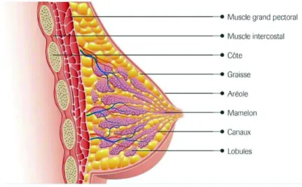 Figure 1. Schéma de l'anatomie du sein 