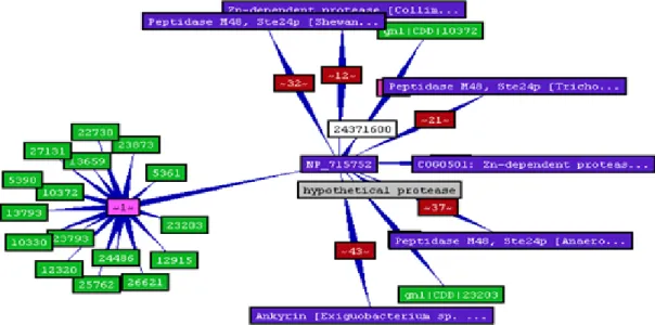 Figure  2.15  –  BioMediator  utilise  TouchGraph  pour  visualiser  le  graphe  résultat  (visualisation  basée sur un modèle physique