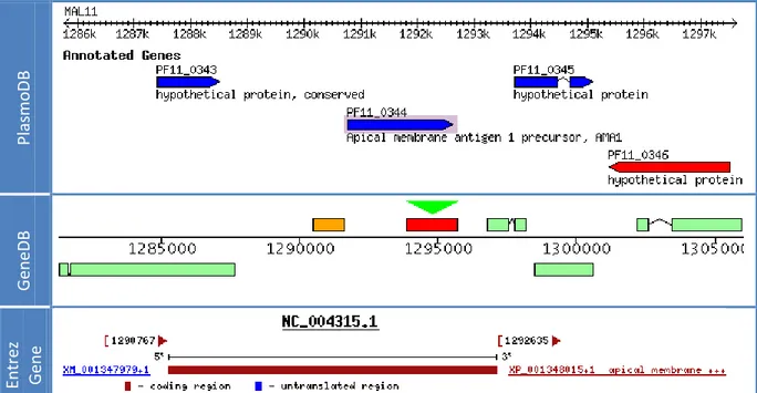 Figure 3.2 – Composante principale des interfaces « Genome Browser » proposées par les portails  PlasmoDB, GeneDB et Entrez Gene