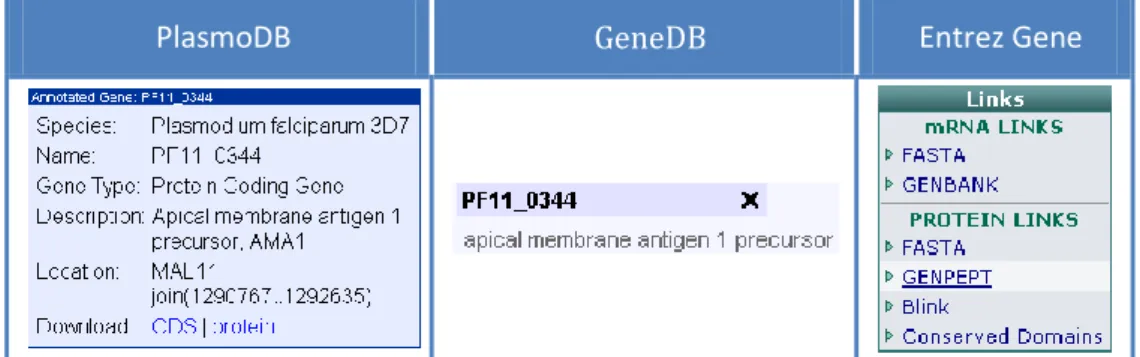 Figure  3.3  –  Menus  contextuels  des  interfaces  « Genome  Browser »  proposées  par  les  portails  PlasmoDB, GeneDB et Entrez Gene