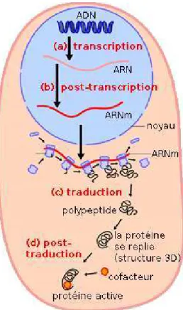 Figure 1.2. Schéma canonique de biosynthèse des protéines (ici chez les eucaryotes), correspondant au « dogme central » de la biologie moléculaire.