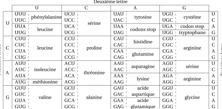 Table 1.2. Le code génétique universel : traduction de l’ARN en acides aminés