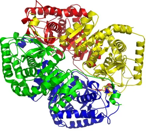 Figure 1.3. Structures secondaires d’une molécule de lactate déshydrogénase (ici issue de tissus musculaires chez l’homme)