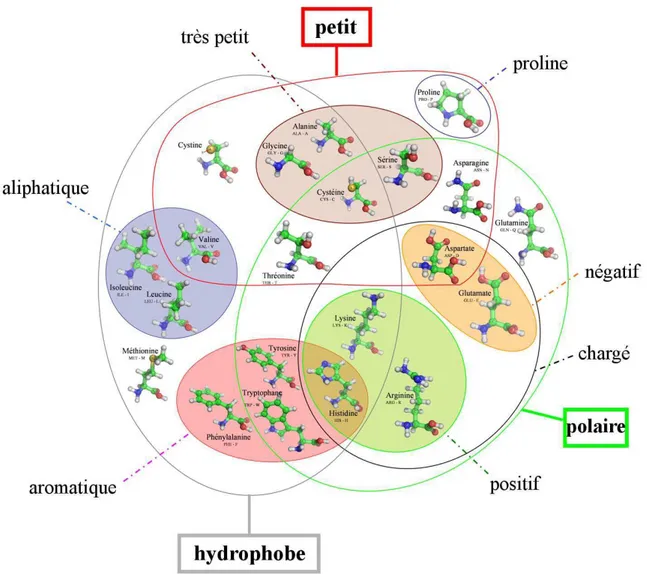 Figure 1.4. Molécules d’acides aminés représentées dans un modèle « boules et bâtons » et caractérisées par leurs différentes propriétés (classification issue des travaux de Dayhoff [Dayhoff et al., 1978] et de Taylor [Taylor, 1986])