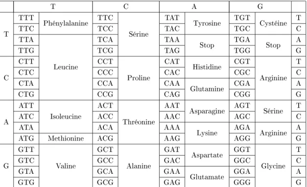 Table 1.2  Le code génétique standard. La première colonne indique le premier nucléo- nucléo-tide du codon, la première ligne indique le deuxième nucléonucléo-tide du codon, et la dernière colonne indique le troisième nucléotide du codon.