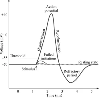 Figure 2.4: Phases of the action potential: depolarization, repolarization and hyperpolar- hyperpolar-ization