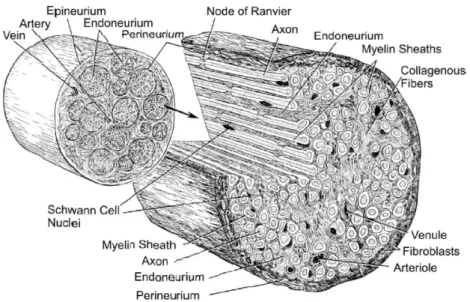 Figure 2.15: The structure of a peripheral nerve. From Horch and Dhillon [2004].
