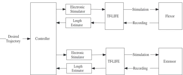 Figure 3.1: Scheme of FES closed-loop control of joint movement where a pair of tfLIFE electrodes is implanted in nerves innervating the the joint agonist/antagonist muscle pair.
