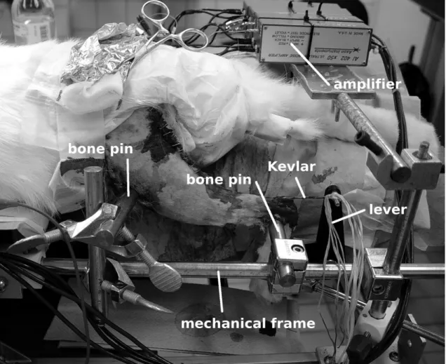 Figure 3.3: Experimental setup. The left leg of the rabbit was anchored at knee and ankle joints to a fixed mechanical frame using bone pins placed through the distal epiphyses of the femur and tibia