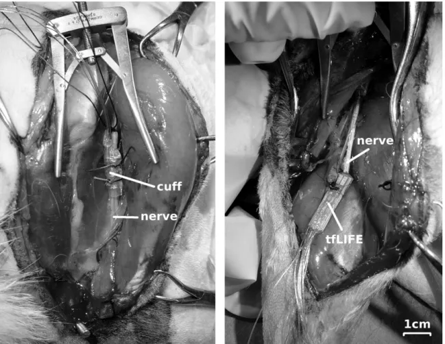 Figure 3.4: Electrodes used in the experiments. Left: tripolar cuff electrode implanted around the sciatic nerve