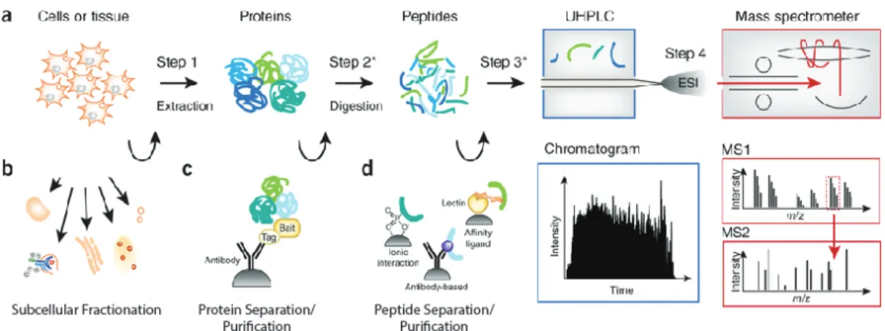 Figure 1.10 – Identification des protéines par Shotgun Proteomics. Figure adaptée de [193].