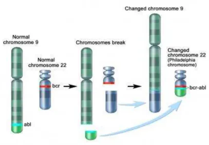 Illustration de la translocation génomique entre les gènes BCR (chr 22) et ABL (chr 9)