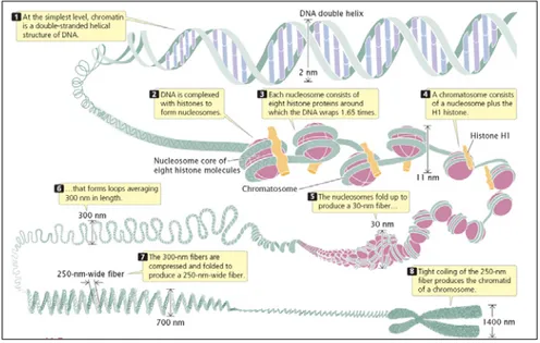 Figure 1: La compaction de l’ADN chez les cellules eukaryotes.   