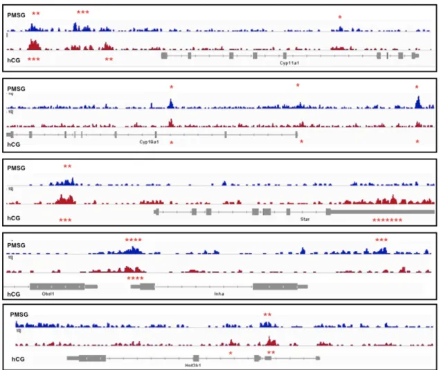 Figure 10) Profils FAIRE de genes impliqués dans la stéroidogenèse (Cyp11a1, Cyp19a1, Star, Inha et Hsd3b1) dans les  cellules de granulosa avant (bleu) et après (rouge) le stimulus ovulatoire