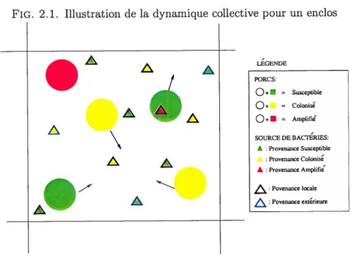 FIG. 2.1. Illustration de la dynamique collective pour un enclos