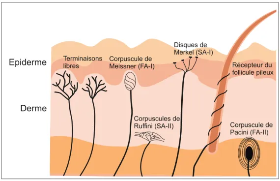 Figure 1.1 Les différentes terminaisons nerveuses tiré de Kleinhans (2015)