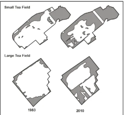 Figure 4. Spatio-temporal evolution of the forest cover (grey sector) of the Small and Large Tea  Field  peatlands,  reconstructed  using  aerial  photographs  (1983  and  1999)  and  satellite  imagery  (2010)