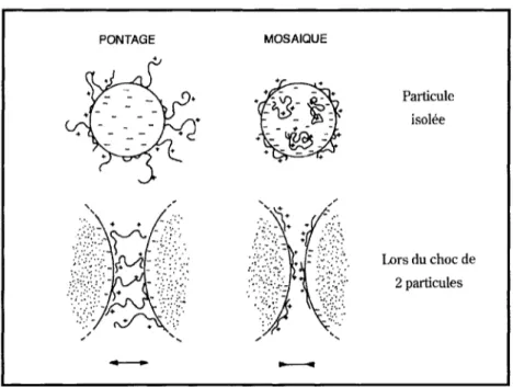 Figure 3.6 - Floculation par pontage et par neutralisation de charges « mosaïque »
