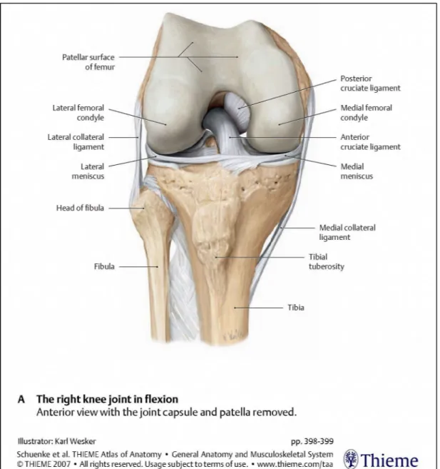 Figure 1.1  Vue antérieure du genou droit en flexion. 