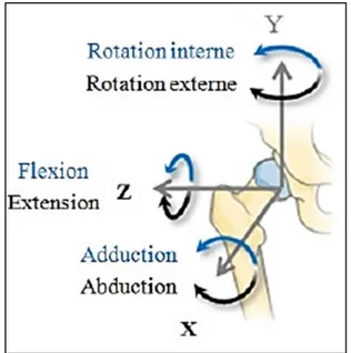 Figure 1.5  Rotations de la hanche  Tirée de Samson W. (2012) 