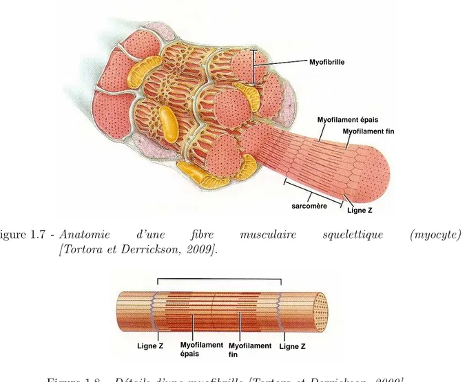 Figure 1.7 - Anatomie d’une fibre musculaire squelettique (myocyte) [Tortora et Derrickson, 2009]