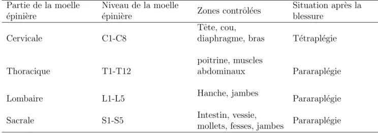 Tableau 1.1 - Les diff´ erents niveaux de la l´ esion m´ edullaire et leurs cons´ equences [Liverman, 2005].