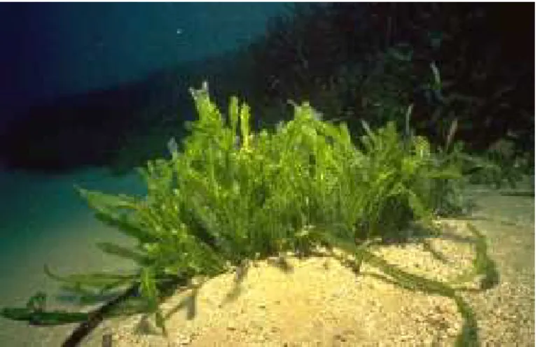 Fig. 1.12 – L’algue Caulerpa Taxifolia