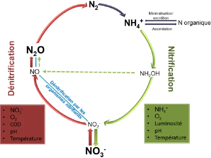 Figure 1.1. Cycle de l’azote montrant la production microbienne de N 2 O par la nitrification, la  dénitrification,  et  la  dénitrification  des  organismes  nitrifiants