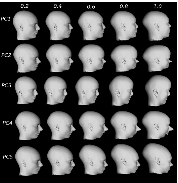 Figure 7. Facial feature simulation (profile view) created by warping the average face using defined landmarks (see Fig