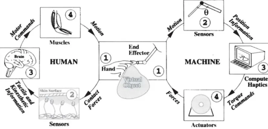 Figure 2.10: Human-Machine interaction modelling [Srinivasan and Basdogan, 1997]