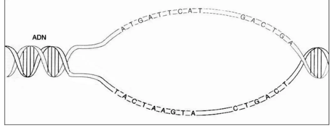 Figure 2-6: Représentation de l’ADN