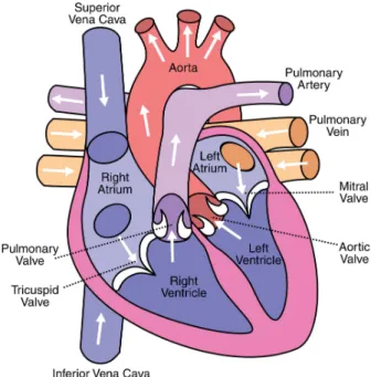 Figure 2.1: Anatomy of the human heart.