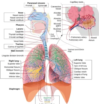 Figure 2.2: A schematic view of the human respiratory system. Re- Re-trieved from Wikimedia Commons website: https://en.wikipedia.org/