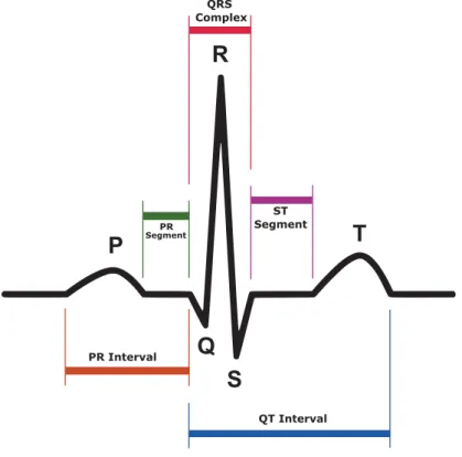 Figure 3.2: Example of a typical electrocardiogram signal.