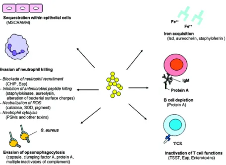 Figure 1. Staphylococcus aureus survival mechanisms during infection (Liu, 2009) 