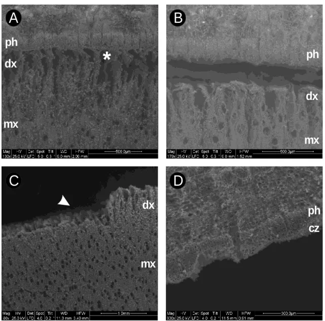 FIGURE 1  A ph * ph phdxdxdxmxmx mx BCD cz 375 