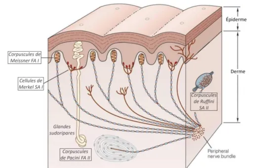 Figure 1.4  :  Coupe  de  la  peau  permettant  d’observer  le  positionnement  des  différents  mécanorécepteurs
