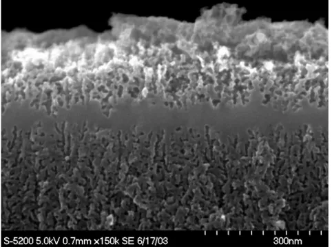 Fig. 3.14: Vue en coupe de la partie centrale de la face arri`ere d’une membrane apr`es anodisation, image r´ealis´ee par MEB ` a effet de champ Hitachi S-5200