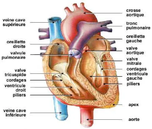 Fig. 1.1: Anatomie du c÷ur : coupe horizontale des quatre cavités et gros vais- vais-seaux (source : www.e-cardiologie.com ©)