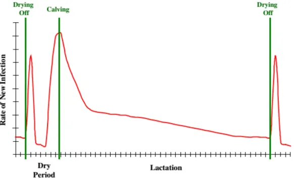 Figure 4.  Schematic diagram of IMI incidence in different stages of the dry period and  lactation; reproduced from Bradley and Green (2004) 