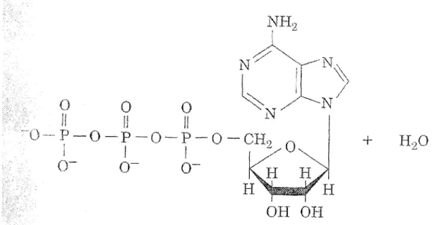 Figure 1. Structure chimique simplifiée de F ATP. (Copyright © 1995, John Wiley &amp;